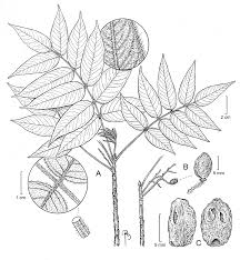 Image result for Lannea asymmetrica