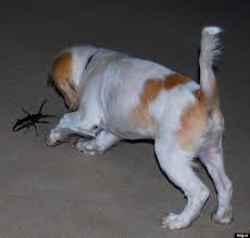 Maybe you would like to learn more about one of these? Palo Verde Beetles Huge Horny Bugs Descend On Arizona Looking For Love Video Huffpost