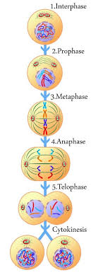 Signal molecules, hormones, growth factors, death factors; What Happens In The Cell Cycle Interphase Mitosis Review Cell Cycle Mitosis Science Cells