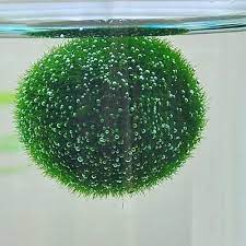 Health Problems Of Marimo Balls Color Indicators Mossball Com Marimo Little Gardens Marimo Moss Ball