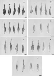 Image result for Carex steudneri