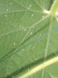 Image result for whitefly in cucumber