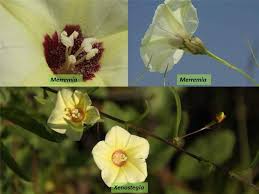 Image result for Convolvulaceae