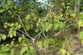 Image result for Grewia