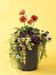 Recipes For Beautiful Container Gardens Container Gardening Creeping Jenny Container Plants