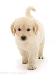 Dog Golden Retriever Puppy Running Forward Photo Retriever Puppy Dog Crossbreeds Golden Retriever