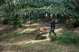 A significant portion of the expanding plantations have been established by converting natural forests, however, estimates for oil palm expansion originating from deforestation vary drastically. Malaysia Prepares To Boost Palm Biofuel Use In Wake Of Eu Limits Bloomberg