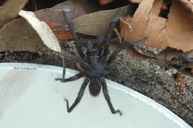 Do you have a spider bite? Australia Zoo Urges People To Catch Deadly Spiders As Antidote Runs Low Scientific American