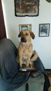 Hide this posting restore restore this posting. Altoona Craigslist Pets Altoona Iowa