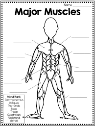 Black and white and colour pages to choose fro. Muscular System Fact Book Types Of Muscles Skill Pages In 2020 Muscular System Activities Muscular System For Kids Muscle Diagram
