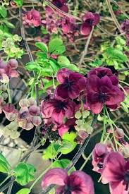 Maybe you would like to learn more about one of these? 17 Gorgeous Flowering Vines That Grow In Shady Areas