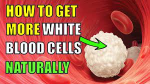 How To Increase White Blood Cells Naturally - Youtube