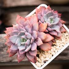 echeveria prunella 2020 10 06 多肉植物 succulents echeveria echeveria succulents plants