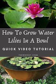 • plant water lilies in a large pot before placing them in the pond. How To Grow Water Lilies In A Bowl Video The Whoot Container Water Gardens Indoor Water Garden Water Plants