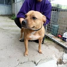 We will only have nice comments. Muffin 2 Year Old Female Staffordshire Bull Terrier Available For Adoption