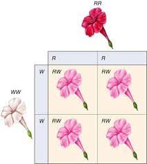 Image Result For Allele Example Punnett Squares Dna Genetics Interactive Science Notebook