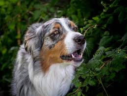 We did not find results for: Australian Shepherd Names The 117 Most Popular Of 2020