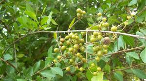 Image result for Lawsonia inermis