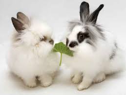 rabbit facts