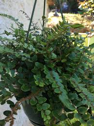 Image result for Pellaea dura