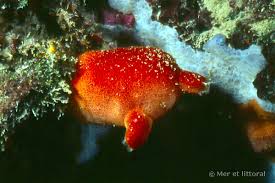 Image result for Halopegia