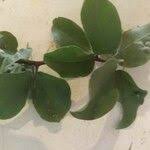 Image result for Balanites maughamii