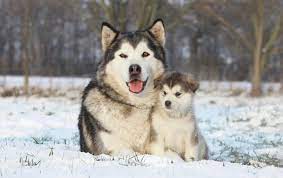 We dedicate our time to the quality and temperament of all our puppies. Giant Alaskan Malamute 2021 Breed Huge Size Dog Puppies For Sale