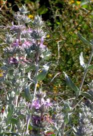 Image result for Salvia stenophylla