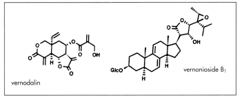 Image result for Vernonia kirungae