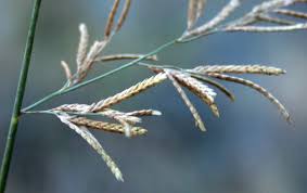 Image result for Eragrostis pallens