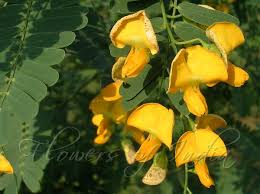 Image result for Sesbania sesban