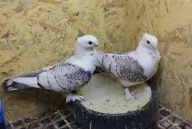 Samantha Pfeiffer Adli Kullanicinin Pigeons Panosundaki Pin Guzel Kuslar Kus