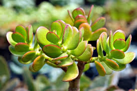 Image result for Crassula rhodesica