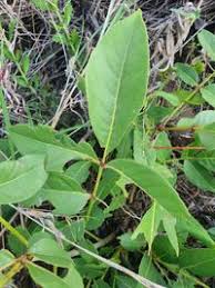 Image result for Zanthoxylum chalybeum