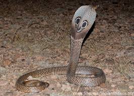 Image result for Najas horrida