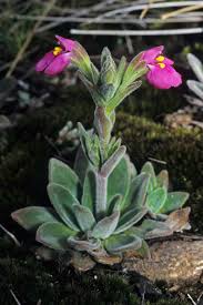 Image result for Craterostigma