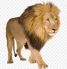 49 detroit lions logos ranked in order of popularity and relevancy. Lion Png Free Download Lions With White Background Png Image With Transparent Background Toppng