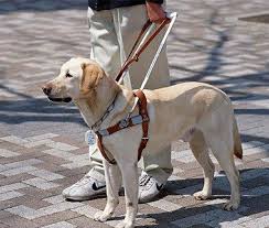 Can you ask for proof of a service dog. Us Service Animals Emotional Support Service Animal Registration