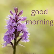 Most beautiful flowers good morning images. 60 Good Morning Images With Pretty Flowers Updated 2019