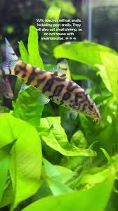 Pond Loach - Wikipedia