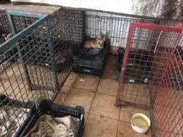 Broodfokkers hebben vaak verkooppunten waar de pups in soort van etalages of kooitjes zitten. Nederland Blijft Paradijs Voor Oost Europese Broodfokkers Animals Today