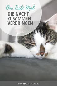 Die Nacht Zusammen Verbringen Katzen Katzenhaltung Und Nacht