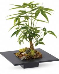 With 13 branches in idaho, the money you need is just a short drive away. Money Tree In Evart Mi Evart Floral Boutique