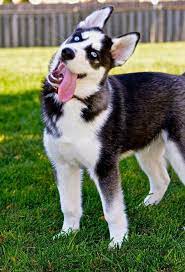 Max Animals Cute Animals Husky Rescue