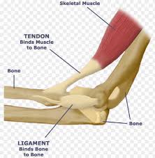 A stretching injury to a tendon (which connects a muscle to a bone) is called a strain. What Is The Relationship Between The Skeletal System Tendon And Ligament Diagram Png Image With Transparent Background Toppng