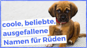 Finde hier die beliebtesten hundenamen nach rasse und geschlecht; Hundenamen Mannlich 159 Coole Ausgefallene Beliebte Und Aussergewohnlich Namen Fur Ruden Dogco De Youtube
