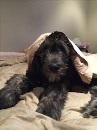 The irish wolfhound is a historic sighthound dog breed from ireland that has, by its presence and substantial size, inspired literature, poetry and mythology. Woof Hound X Poodle Military Dogs Poodle Mix Puppies