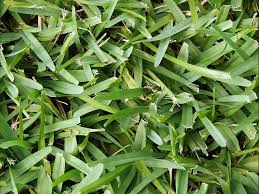 Your lawn needs to be watered deeply, as soon as you've laid it. How To Care For St Augustine Grass In Florida Pepper S Home Garden