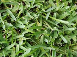 We did not find results for: How To Care For St Augustine Grass In Florida Pepper S Home Garden