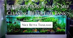 🐟 subscribe so you won't miss my latest video. 7 Better Options Than A Self Cleaning Betta Fish Tank Nice Betta Thailand Co Ltd
